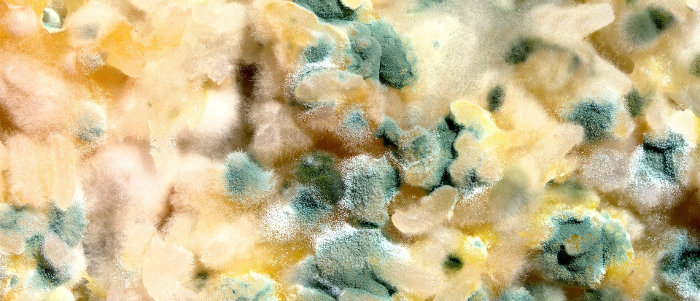 Mold Growing on a Surface